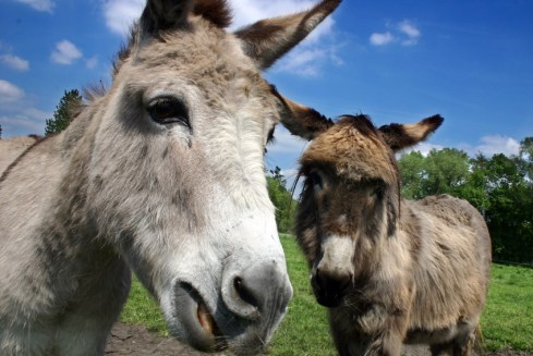 donkeys